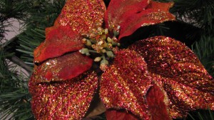 IMG_2229 IMG_2229