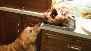 IMG_2462 IMG_2462