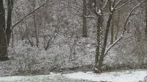 IMG_2605 IMG_2605
