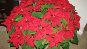 IMG_2877 IMG_2877