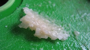 IMG_3300 IMG_3300